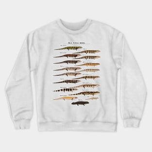 Blue tongue skink species natural history Crewneck Sweatshirt